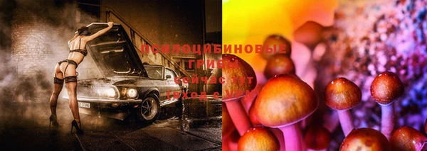 стаф Аркадак